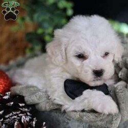 Tiny-Frosty/Bichon Frise									Puppy/Male	/6 Weeks,, a little winter wonder, is a Bichon Frise puppy with a heart as pure as the driven snow. His soft, white fur and playful spirit make him the perfect Christmas companion. Whether he’s frolicking in the snow or curled up by the fireplace, Frosty is sure to bring joy and warmth to your home.