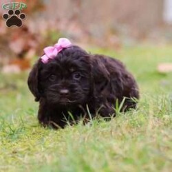 Cleo/Cockapoo									Puppy/Female	/6 Weeks,Cleo is the sweetest F1 Cockapoo around! With her floppy ears and sweet puppy dog eyes she is used to getting her way:) This little sweetheart has us all wrapped around her little paw. A soft, silky coat and rambunctious personality are just a few of her winning qualities. Highly trainable, focused, and extremely adorable, the Cockapoo was built for family life. If you are looking for a dog that will keep up with the fast-paced and ever-changing schedule of a family with kids, this is the perfect match. Cockapoos are calm when they are not exercising but can also be very playful and social!