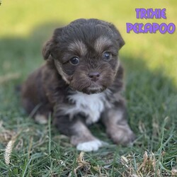 Trixie/Peekapoo									Puppy/Female	/9 Weeks,Hey There, My name is Trixie! I am a very beautiful female Peekapoo puppy! I was born on September 18th, 2024. I am such a sweet little girl! I am looking for my new family, could that be with you? If you choose me I will come home to you with my vaccinations and deworming up to date. If you think that I would make the perfect little addition to your family, then please call or text to find out more information about me!