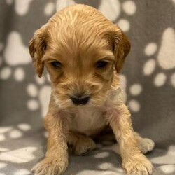 Beautiful Cockapoo Puppies/Cockapoo/Mixed Litter/4 weeks,We have 7 Gorgeous Cockerpoo fur babies looking for their forever homes.
They are being raised in a loving home environment.
Mum is a small second generation Cockapoo with an amazing temperament. Dad is an English Show Cocker Spaniel
We have 6 Boys and 1 little Girl
Viewing is essential, they will be vet checked with first injection and wormed. Our babies will be ready to leave at 8 weeks old
To secure your puppy a £250 deposit is required that is non refundable. This is Maisie’s 1st and only litter