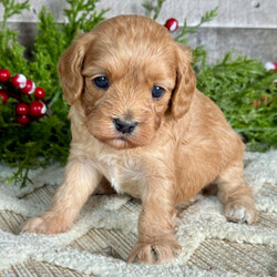 Adopt a dog:Zoey/Cavapoo/Female/6 weeks,Are you looking for the best puppy ever? Well, you found me! My name is Zoey, and I am the best! How do I know? Well, just look at me. Aren't I adorable? Also, I come up to date on my vaccinations and vet checked from head to tail, so not only am I cute, but healthy too! I promise to be on my best behavior when I'm with my new family. I'm just a bundle of joy to have around. So, hurry and pick me to show off what an excellent puppy you have!