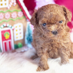 Adopt a dog:Mickey/Poodle/Male/5 weeks,Hey! My name is Mickey and I'm ready for you to pick me up, so that I can brighten up our home! I'm full of life and fun. I can be the best movie, walking, and cuddle buddy that you will ever come across! Both of my parents are exceptional examples of our breed. I will arrive to you healthy and with my vaccinations up to date, before wiping my paws on our welcome mat. Ready for a lifelong best friend? Well, I'm ready for my forever family!