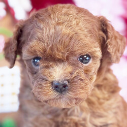 Mickey/Poodle/Male/5 weeks