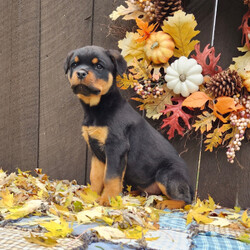 Adopt a dog:Illo/Rottweiler/Male/12 weeks,Are you looking for the best puppy ever? Well, you found me! My name is Illo and I am the best! How do I know? Well, just look at me. Aren't I adorable? Also, I come up to date on my vaccinations and vet checked from head to tail, so not only am I cute, but healthy too! I promise to be on my best behavior when I'm with my new family. I'm just a bundle of joy to have around. So, hurry and pick me to show off what an excellent puppy you have!