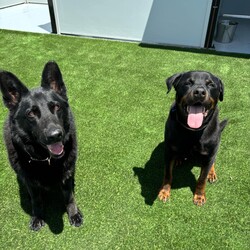 Winter/German Shepherd Dog/Female/6 Years 11 Months,Hey there our names are Jett and Winter and we are a super sweet bonded pair that absolutely adore each other and can't bare to be separated, so we are hoping to find that super special human who has the room in their hear and love to give two dogs!! We would love a family that will include us in all their activities, we love to go on adventures and car rides, we are both currently on a weight lose plan so regular exercise is a must for us to keep us healthy and strong. We will need a nice secure backyard with solid fencing to explore, play and nap in while you are out or at work, with lots of sleeping spots to keep us comfy. Indoor and outdoor access would be ideal for us as we have had this previously and it would be great to be able to find a cool spot in the hotter months. We will need children that are slightly older and confident around larger dogs, we have not previously lived with kids but have had interactions with them, so kids that are a bit calmer and will take it slower with us would be best. We have both met dogs here at the shelter and are showing playful behaviours, however due to the amount of change we have been through we would be best to be the only 2 dogs in the home for now while we adjust. Requirements: -Must meet all family  –  No children under 12 -Must be rehomed with Winter  –  Solid fencing -Indoor/outdoor access If you think we could be the pair for you, please head into the shelter today we can hardly wait to find out very own home. Love and kisses, Jett & Winter
