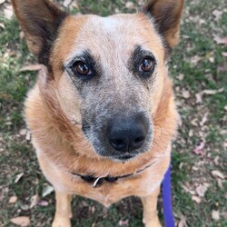 Bingo/Australian Stumpy Tail Cattle Dog/Female/4 Years 6 Months,Hello friends my name is Bingo and I'm on the search for my new forever home! I'm a charming chunky girl who is on the lookout for my new forever home, I've had a pretty rough start to life and don't always know how to be a dog but I try super hard. I've built some really nice bonds with some friends here at the shelter and now I'm much better at making friends and I'm ready to meet my forever family. I'm a sensitive girl still though and need a home where my boundaries are respected and I can have predictable interactions with people. It would be better to have a few trusted adults in the home that I can learn to love and trust. I've also met a few dogs here at the shelter and I'm respectful but very uncomfortable and prefer to keep my distance so it would also be best to be the only dog in your home.  I am a cattle dog and so can also sometimes be really subtle in communicating things to my friends so it would be good if my new family did some research about my breed so we stay on the same page and I don't get overwhelmed by accident. I'll also need a family committed to my ongoing weight loss journey as I'm still quite a few kilos away from where my vet would like me to be.  Requirements: If you're looking for a sweet girl who needs some TLC and a lot of understanding then I'm hoping you might bring me into your loving home. Come down to the Hunter shelter and the staff can help us get to know each other, I'll be waiting! Love, Bingo