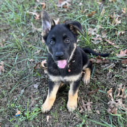 Adopt a dog:Addie/German Shepherd Dog/Female/10 weeks,Addie is ready for her new home. She can not wait to meet you, she loves cuddles and comes pre spoiled. She is a little princess. Addie is up to date on her age appropriate puppy vaccinations and vet checks to ensure that she is happy and healthy before venturing out into the world to make that journey home to her FUR-ever family. Could that special family be you?