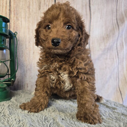 Adopt a dog:Fred/Goldendoodle/Male/8 weeks,Thank you for stopping by to check me out! My name is Fred! You can search the world and not find a sweeter puppy than me. Some may say that I am spoiled, but I think that I am just well loved. I would be more than honored if you choose me to love you fur-ever. I promise that every day we spend together will be special. We can play, cuddle, and laugh at all the silly things we will do. Please call now! I want to start planning all the fun things that best friends do!