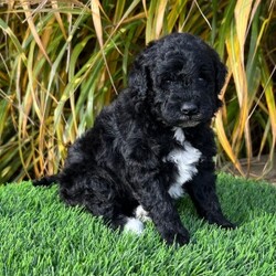 Adopt a dog:Rennie/Goldendoodle/Female/4 weeks,My name is Rennie. You could say action is my middle name and loving is my game. I love long walks on the beach and don’t mind staying up all night cuddling. I love a good book with a nice dog bone close by. Movie night is my favorite; Lady and the Tramp is my favorite of course. Don’t worry, I have enough love to go around for everyone! I am game for any lifestyle. If you are looking for adventure and unconditional love, then call in and ask for me!