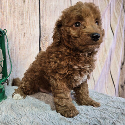 Adopt a dog:Fred/Goldendoodle/Male/8 weeks,Thank you for stopping by to check me out! My name is Fred! You can search the world and not find a sweeter puppy than me. Some may say that I am spoiled, but I think that I am just well loved. I would be more than honored if you choose me to love you fur-ever. I promise that every day we spend together will be special. We can play, cuddle, and laugh at all the silly things we will do. Please call now! I want to start planning all the fun things that best friends do!