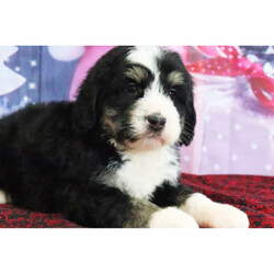 Adopt a dog:Lyndon/Bernedoodle/Male/5 weeks,Hello! My name is Lyndon! Am I not the cutest puppy you have ever seen? That is what everyone keeps telling me. Not only am I cute, but I also have a great personality too. Before arriving home, I will be up to date on my vaccinations and be pre-spoiled. I will make the perfect best friend and companion! So, what are you waiting for? Choose me today!