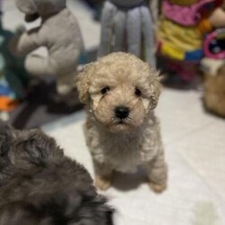 Beautiful Cavapoo pups from health tested parents/Cavapoo/Mixed Litter/6 weeks,Description
I'm so happy to introduce you to my beautiful litter of f1bb cavapoos. Mum is my pretty, well mannered Merle f1b Cavapoo, this is her 1st litter and she has done a fantastic job with them. Dad to the pups is my friends cream toy poodle, both mum and dad have been extensively health tested clear for all the following

Mum

-Dry eye Curly coat syndrome -degenerative myelopathy
-PRA/lopra
-prcd/pra -
Von willebrand disease -
muscular dystrophy -
neonatal encephalopathy
-episodic falling -
Macrothrombocytopenia

Dad : -

degenerative myelopathy -
Von willebrand disease -
neonatal encephalopathy
-prcd/pra -
PRA/ lopRA
All pups will leave with both copies. Pups were born on the first of July and providing weaning goes well they will be ready from the 7th December when they are 8 weeks old. Pups are doing really well and have started on mush and are loving it. They will be wormed with drontal suspension at 2,4,6 and 8 weeks. They will also be microchipped and vet checked along with their first vaccination. They will be well socialised with other dogs and people as they have been handled from day 1 so are use to cuddles. Pups will be use to all household noises ie the hover, washing machine and tv. Viewing are welcome with a non refundable deposit of £250 to be left for chosen pup. Regular updates will be send up until your pup is ready to be collected.

Puppies will leave with:
Parents Health tests
Vaccination card
Microchip details
Smelly toy
Fully wormed to date
Flead (as a precaution)
Food they are weaned on
Toys
Treats
Contract of sale