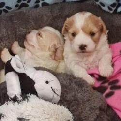 Adorable Cavapoo Puppies/Cavapoo's/Mixed Litter/3 weeks,Beautiful Cavapoo Puppies,Girls,Boys available,This is Mommy's First litter,Mommy,Little ones all doing well,They will leave at 9weeks of age,microchipped, First Vaccination, Health Checked,De-flead,Wormed to date,Mommy ,Daddy are Family pets,Dna tested Clear,Paper Work can be seen,Genuine ,loving Homes for these Bundles of fluff