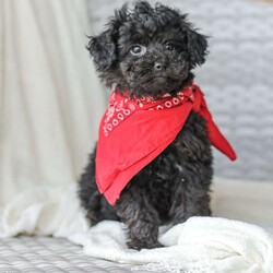 Alex/Toy Poodle									Puppy/Male																/11 Weeks,Meet the curliest, cutest bundle of love! This Miniature Poodle baby is eager to meet everyone, wiggling with joy over the thought of making a new friend. Our children love spending plenty of time with them, especially since these puppies are raised in our house where they can be near us all the time. Super friendly and fun, there will be no lack of excitement and laughter with one of them in your life! We are getting them vet checked, and up to date on shots and dewormer. Their father is a Toy Poodle, so these puppies are on the smaller side of Miniature. Call us soon to claim this cutie as yours!