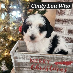 Cindy Lou Who/Mini Bernedoodle									Puppy/Female														/7 Weeks,Hi I’m Cindy Lou Who, a multi generation,  tri color mini bernadoodle, full of life and kisses just for you!