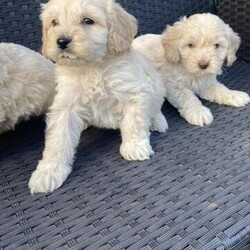 Show type cockapoo puppies/Cockapoo/Female/11 weeks,Hi for sale is my Beautiful show type cockapoo puppy's. By being show type instead of stranded cockapoo puppy’s they are smaller in size better temperament and prettier they are eating and drinking very well and are very playful they are 9 weeks old they have had there vet checks Microchipped and they have been wormed and flayed they have been learning to go out side for the toilet or puppy's pads thay are good to go to here new homes the puppy's will come with all there papers and dads. Mum is my adorable show type cocker spaniel missy she so lovely and kind and dad was a Beautiful stud poodle (((( can see him in pitchers ))) puppy's can be seen with mum and pitcher of dad. The kids love them and they love playing with the kids they will be missed we have enjoyed having them please call or text for any more info or to arrange A time to view we are happy to deliver if needed many thank Sarah