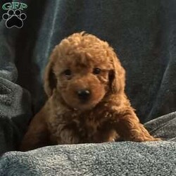 Holly/Mini Goldendoodle									Puppy/Female														/October 2nd, 2024,Come meet your forever friend. She loves to play and explore. She is from a litter of 6 healthy happy puppies. Vet checked and up to date on shots and has been dewormed.