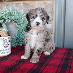 Kris/Mini Labradoodle									Puppy/Male																/6 Weeks,Here comes a multigenerational Mini Labradoodle puppy who is friendly, hypoallergenic, and has a luxuriously soft coat of curls! This little cutiepie comes up to date on shots and dewormer and is vet checked! The breeder specializes in the most hypoallergenic variety of Labradoodle puppies! The mother Kathy is a 3rd generation Mini Labradoodle and the sire Trooper is a Mini Poodle. If you are searching for the perfect puppy contact Nancy today! 