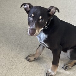 Pumba/Australian Kelpie/Male/3 Months,Hi there! I’m Pumba, a three-month-old Australian Kelpie pup bursting with energy and ready to find my forever home. As a young and lively guy, I’m looking for a special family who understands my breed and can keep up with my playful spirit! I’m intelligent, loyal, and full of love to give. Being a Kelpie, I’ve got a lot of energy to burn, so I’m searching for an experienced owner who knows how to handle an active pup like me. My ideal home would be with an adult-only household where I can thrive in a calm, mature environment. I’ll do best as the only dog in the house, soaking up all your love and attention, and having indoor and outdoor access to stretch my legs and explore. I’m looking for a family who’s ready to commit to ongoing training, as I’m eager to learn and grow with you. While I haven’t had any issues with other animals, I’d prefer to be your one-and-only pup so I can be your top priority. Meeting all of my potential new family members is a must—I want to make sure we’re the perfect match! If you’re familiar with my breed and ready to share an active, adventure-filled life, I could be the loyal companion you’ve been searching for. Let’s start our journey together—could you be the one to give me my forever home? Requirements: **If you are interested is giving this wonderful pet a home please visit our website and complete an expression of interest 