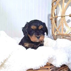 Mia/Cavapoo									Puppy/Female														/October 19th, 2024