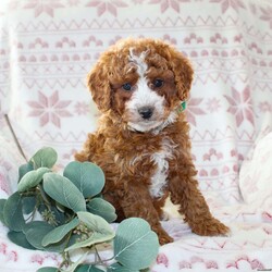 Bailey/Mini Aussiedoodle									Puppy/Female														/October 5th, 2024,Do you need a gentle, smart, and playful Mini Aussiedoodle? This adorable little cutie comes up to date on shots and dewormer and will be vet checked before going home. The mother Penny is our family pet and the sire is a Miniature Poodle. If you are looking to add a new puppy to your home this holiday season contact us today! 