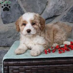 Regina/Mini Aussiedoodle									Puppy/Female														/9 Weeks,Do you need a fluffy, smart, and hypoallergenic Mini Aussiedoodle? This adorable little cutie comes up to date on shots and dewormer and will be vet checked before going home. The mother Miley is a Mini Aussiedoodle and the sire Range is a Miniature Poodle. If you are looking to add a new puppy to your home this holiday season contact us today! 