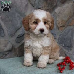 Regina/Mini Aussiedoodle									Puppy/Female														/9 Weeks,Do you need a fluffy, smart, and hypoallergenic Mini Aussiedoodle? This adorable little cutie comes up to date on shots and dewormer and will be vet checked before going home. The mother Miley is a Mini Aussiedoodle and the sire Range is a Miniature Poodle. If you are looking to add a new puppy to your home this holiday season contact us today! 