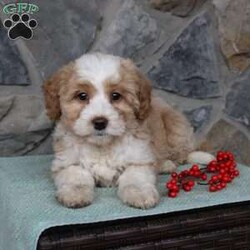 Regina/Mini Aussiedoodle									Puppy/Female														/9 Weeks,Do you need a fluffy, smart, and hypoallergenic Mini Aussiedoodle? This adorable little cutie comes up to date on shots and dewormer and will be vet checked before going home. The mother Miley is a Mini Aussiedoodle and the sire Range is a Miniature Poodle. If you are looking to add a new puppy to your home this holiday season contact us today! 