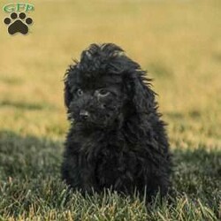 Alex/Toy Poodle									Puppy/Male																/11 Weeks,Meet the curliest, cutest bundle of love! This Miniature Poodle baby is eager to meet everyone, wiggling with joy over the thought of making a new friend. Our children love spending plenty of time with them, especially since these puppies are raised in our house where they can be near us all the time. Super friendly and fun, there will be no lack of excitement and laughter with one of them in your life! We are getting them vet checked, and up to date on shots and dewormer. Their father is a Toy Poodle, so these puppies are on the smaller side of Miniature. Call us soon to claim this cutie as yours!