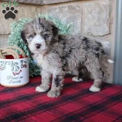 Kris/Mini Labradoodle									Puppy/Male																/6 Weeks,Here comes a multigenerational Mini Labradoodle puppy who is friendly, hypoallergenic, and has a luxuriously soft coat of curls! This little cutiepie comes up to date on shots and dewormer and is vet checked! The breeder specializes in the most hypoallergenic variety of Labradoodle puppies! The mother Kathy is a 3rd generation Mini Labradoodle and the sire Trooper is a Mini Poodle. If you are searching for the perfect puppy contact Nancy today! 