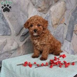 Junior/Toy Poodle									Puppy/Male																/10 Weeks,Meet Junior the little Toy Poodle puppy with a big heart and soft curls! This charming pup comes up to date on shots and dewormer and is vet checked. The mother is a Toy Poodle named Ruby and the father is also a purebred Toy Poodle! Our puppies are well socialized with children and family raised! If you are seeking a tiny pup who will stay small contact us today! 