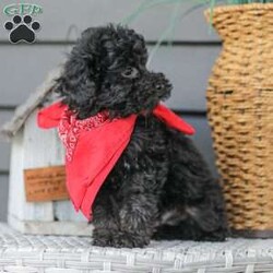 Alex/Toy Poodle									Puppy/Male																/11 Weeks,Meet the curliest, cutest bundle of love! This Miniature Poodle baby is eager to meet everyone, wiggling with joy over the thought of making a new friend. Our children love spending plenty of time with them, especially since these puppies are raised in our house where they can be near us all the time. Super friendly and fun, there will be no lack of excitement and laughter with one of them in your life! We are getting them vet checked, and up to date on shots and dewormer. Their father is a Toy Poodle, so these puppies are on the smaller side of Miniature. Call us soon to claim this cutie as yours!