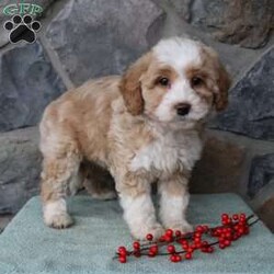 Regina/Mini Aussiedoodle									Puppy/Female														/9 Weeks,Do you need a fluffy, smart, and hypoallergenic Mini Aussiedoodle? This adorable little cutie comes up to date on shots and dewormer and will be vet checked before going home. The mother Miley is a Mini Aussiedoodle and the sire Range is a Miniature Poodle. If you are looking to add a new puppy to your home this holiday season contact us today! 