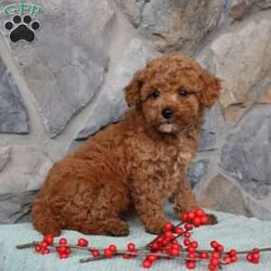 Junior/Toy Poodle									Puppy/Male																/10 Weeks,Meet Junior the little Toy Poodle puppy with a big heart and soft curls! This charming pup comes up to date on shots and dewormer and is vet checked. The mother is a Toy Poodle named Ruby and the father is also a purebred Toy Poodle! Our puppies are well socialized with children and family raised! If you are seeking a tiny pup who will stay small contact us today! 