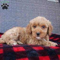 Coy/Mini Goldendoodle									Puppy/Male																/8 Weeks,Here comes the puppy of your dreams! Soft, fluffy, and kissable! This little cutie comes up to date on shots and dewormer and vet checked. The breeder made sure that the puppies are all well socialized with children and family raised. If you are interested in learning more about our puppies contact us today!