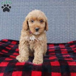 Coy/Mini Goldendoodle									Puppy/Male																/8 Weeks,Here comes the puppy of your dreams! Soft, fluffy, and kissable! This little cutie comes up to date on shots and dewormer and vet checked. The breeder made sure that the puppies are all well socialized with children and family raised. If you are interested in learning more about our puppies contact us today!