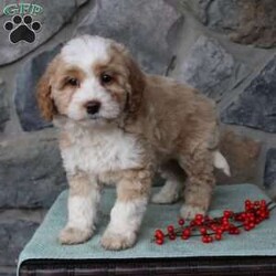 Regina/Mini Aussiedoodle									Puppy/Female														/9 Weeks,Do you need a fluffy, smart, and hypoallergenic Mini Aussiedoodle? This adorable little cutie comes up to date on shots and dewormer and will be vet checked before going home. The mother Miley is a Mini Aussiedoodle and the sire Range is a Miniature Poodle. If you are looking to add a new puppy to your home this holiday season contact us today! 