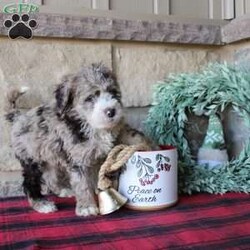 Kris/Mini Labradoodle									Puppy/Male																/6 Weeks,Here comes a multigenerational Mini Labradoodle puppy who is friendly, hypoallergenic, and has a luxuriously soft coat of curls! This little cutiepie comes up to date on shots and dewormer and is vet checked! The breeder specializes in the most hypoallergenic variety of Labradoodle puppies! The mother Kathy is a 3rd generation Mini Labradoodle and the sire Trooper is a Mini Poodle. If you are searching for the perfect puppy contact Nancy today! 