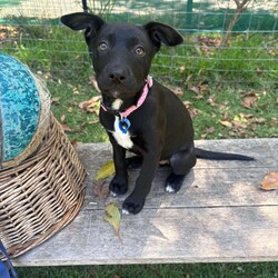 Toes/Siberian Husky / Australian Kelpie/Female/2 Months,Hello there, I'm Toes, I'm a bundle of joy with a heart full of puppy love to give. I'm just starting to explore the world and I'm eager to learn everything about life! I need a family who can teach me new things every day. I'm an easy-going pup with a moderate lifestyle. I love playtime and naptime equally. While I'm very sociable with other dogs, I'm still learning how to make friends. So, if you have other dogs at home, that would be pawsome! I promise to be a good sister. I have no known history of issues with children or other animals, so I should fit in just about anywhere. My only requirement is that my new family works average hours, so I am not left alone for too long while I settle in to my forever home. After all, a social butterfly like me loves company! I may just be a puppy, but I promise to grow up into a loyal and loving dog. If you can offer me a loving home, I promise to fill it with joy, laughter, and lots of cuddles. I can't wait to meet you and start our adventures together. My adoption fee is $620 & I am desexed and microchipped, with my vaccinations, flea, tick & worming treatments all on board. If you think I'm the one for you, give the shelter a call! You will need to bring all the members of your household, including any other dogs when you come to meet me!