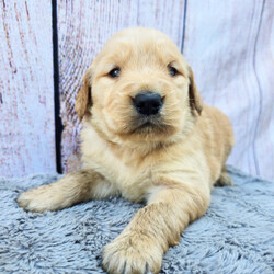 Adopt a dog:Katherine/Golden Retriever/Female/5 weeks,Hello! My name is Katherine! Am I not the cutest puppy you have ever seen? That is what everyone keeps telling me. Not only am I cute, but I also have a great personality too. Before arriving home, I will be up to date on my vaccinations and be pre-spoiled. I will make the perfect best friend and companion! So, what are you waiting for? Choose me today!