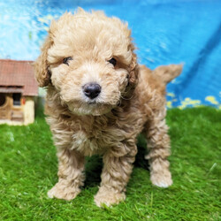 Cashier/Goldendoodle/Female/11 weeks