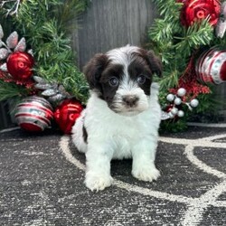 Adopt a dog:Winter/Havanese/Male/6 weeks,Hi, I'm Winter! It's very nice to meet you. I am a very outgoing puppy looking for a family where I would fit in! If you think you could be that family, hurry up and pick me up. I will be up to date on my vaccinations before coming home to you, so we can play as soon as I get there. I'm very excited about meeting my new family, so please don't make me wait too long!