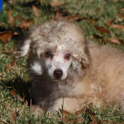 Adopt a dog:Carmen/Poodle/Female/14 weeks,Dear Puppy Journal. I think my studies have been going well. I’ve watched Mom and Dad in their day-to-day tasks with their humans. My parents say that they were taught to shake so that they can participate in important business dealings. Maybe someday, I’ll be promoted by my very own human to do the same. I have become aware that there are many different kinds of food. The first being a sort of dehydrated brown niblet, the second being a kind of wet food which I have come to understand is so special that they keep it in little armored cans that no paw or claw can penetrate; and then all of the other food is anything and everything the humans are eating. This last type of food is sacred, as it is always just a bit out of reach and the humans do not always share. Maybe you as my human, will share all with me.