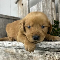 Adopt a dog:Neven/Golden Retriever/Male/5 weeks,Hi, I'm Neven, and I love to play! Everyone always tells me how beautiful I am! I always get happy and excited when you are ready to play because that's what I live for! My parents are both built very beautifully, so I'm hoping to look just like them when I grow up! I love attention and meeting new people, but being your companion is my number one goal! I promise to always love you and be the light of your life! I will come to you with my vaccinations up to date, so I will be healthy and happy. Pick me! I'm super excited to meet you!