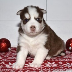 Adopt a dog:Chico/Siberian Husky/Male/5 weeks,Hi, I'm Chico, and I love to play! Everyone always tells me how beautiful I am! I always get happy and excited when you are ready to play because that's what I live for! My parents are both built very beautifully, so I'm hoping to look just like them when I grow up! I love attention and meeting new people, but being your companion is my number one goal! I promise to always love you and be the light of your life! I will come to you with my vaccinations up to date, so I will be healthy and happy. Pick me! I'm super excited to meet you!