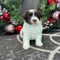 Adopt a dog:Winter/Havanese/Male/6 weeks,Hi, I'm Winter! It's very nice to meet you. I am a very outgoing puppy looking for a family where I would fit in! If you think you could be that family, hurry up and pick me up. I will be up to date on my vaccinations before coming home to you, so we can play as soon as I get there. I'm very excited about meeting my new family, so please don't make me wait too long!