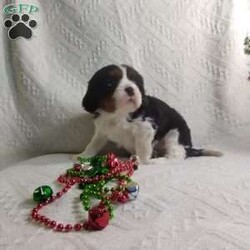 BIITZEN/Cavalier King Charles Spaniel									Puppy/Male																/6 Weeks,LOOK At ME! ARE YOU LOOKING For the PERFECT Christmas gift? A healthy happy friendly fluffy puppy.Retired farmers who spend lots of time with our fluffy friends.come meet me or I can be transported to your front door for a small additional fee. Text or call for more info.