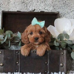 Carmen/Cavapoo									Puppy/Female														/7 Weeks