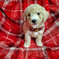 Missy/Bich-Poo									Puppy/Female														/7 Weeks,Meet Missy, an adorable, fluffy Bichpoo that is looking for her forever home with you this Holiday Season. Missy is vet checked and UTD on all shots and dewormer. Missy comes with a 30 day health guarantee and a 1 year Genetic guarantee. Contact Joe to adopt this cute little pal today.