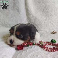 BIITZEN/Cavalier King Charles Spaniel									Puppy/Male																/6 Weeks,LOOK At ME! ARE YOU LOOKING For the PERFECT Christmas gift? A healthy happy friendly fluffy puppy.Retired farmers who spend lots of time with our fluffy friends.come meet me or I can be transported to your front door for a small additional fee. Text or call for more info.